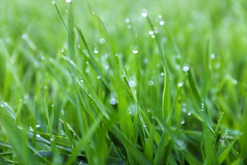 close-up shoots of winter crops covered with dew in the field