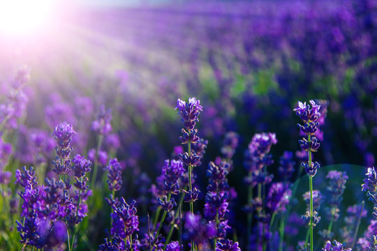 blurred summer background of wild grass and lavender flowers