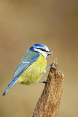 Blue Tit (Parus caeruleus)