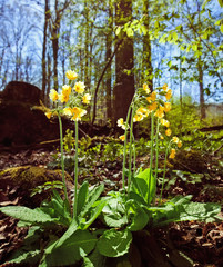 primula veris