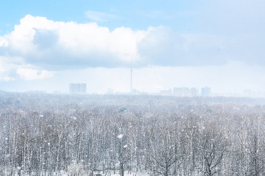 snow blizzard over city and forest in spring