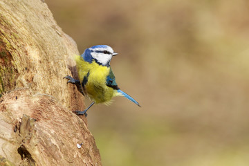 Blue Tit (Parus caeruleus)