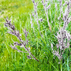 dried thornbush close up in green grass after rain