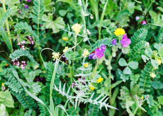 green meadow close up after rain in spring, Sicily