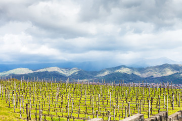 empty vineyard in Etna region in spring