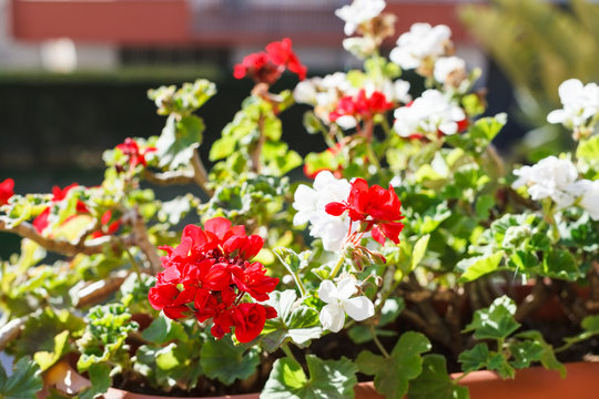 red and white blossom of geranium in flower pot