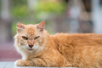 Fototapeta premium cat lie down on the table