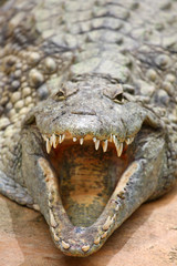 Fototapeta premium Crocodiles