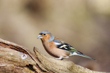 Chaffinch (Fringilla coeleb)