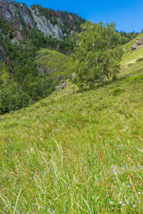Fototapeta na wymiar mountain meadow