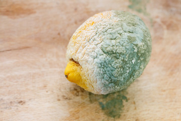 Moldy organic lemon on wooden background
