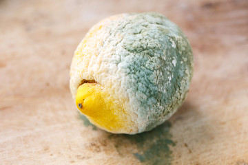 Moldy organic lemon on wooden background