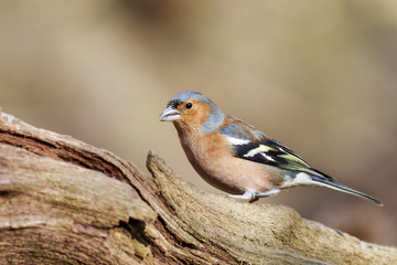 Chaffinch (Fringilla coeleb)