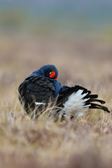 Black grouse cleaning its feathers