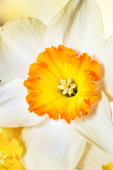Obraz na płótnie Canvas Flowers daffodils