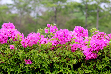 Bougainvillea