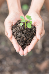 young plant of vagetable with ground on hand