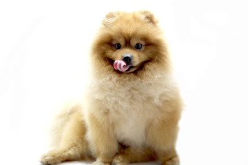 Pomeranian dog