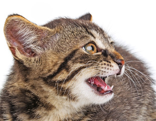 kitten isolated on a white background
