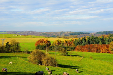 Fototapeta premium kolorowy Eifel jesienią