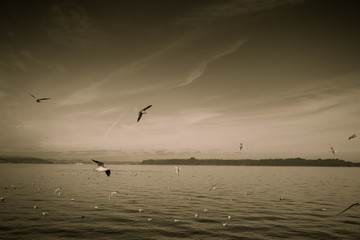 Seagulls flying at the seaside