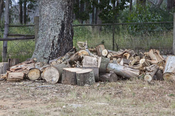 Oak woodpile