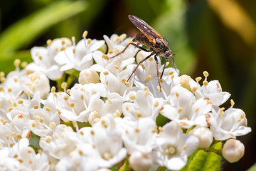 Mosquito on white flower