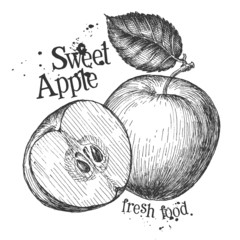 apple on a white background. sketch