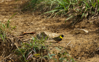 Petit chanteur de Cuba