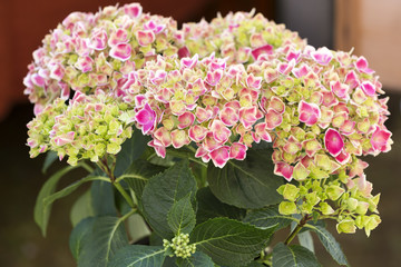 Hortensienblüte (Hydrangea)