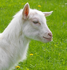 Obraz premium an young whte goat in the garden