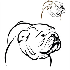 English Bulldog 2