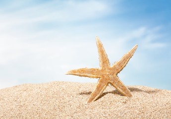 Beach. Starfish  with ocean , beach and seascape, shallow dof