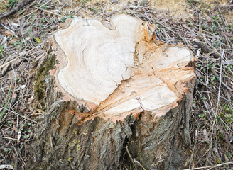 stump