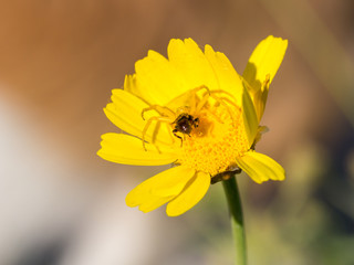 Crab spider Thomisidae hunting a bee