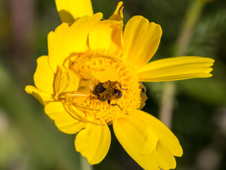 Crab spider Thomisidae hunting a bee