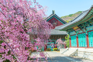Obraz premium Gyeongbokgung Palace with cherry blossom in spring,Korea