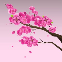 Japanese plum blossom 2