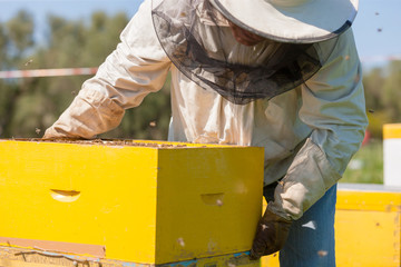 bee farmer with smoker on a hive