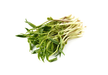 Chlorophylla green bean sprouts on white background