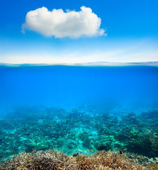 coral reef underwater background