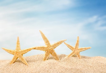 Fototapeta na wymiar Background. Starfish with ocean , beach and seascape, shallow