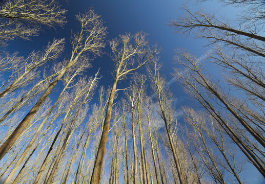 Bare trees under a clear dark blue sky
