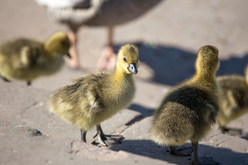 little yellow goslings