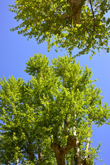 Albero di Platano, foglie chioma e tronco