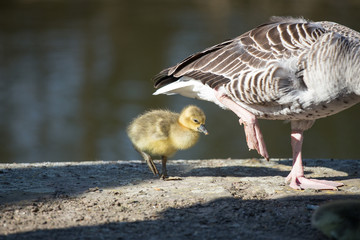little yellow gosling and his mum