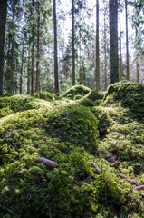 Ground level in a mossy forest