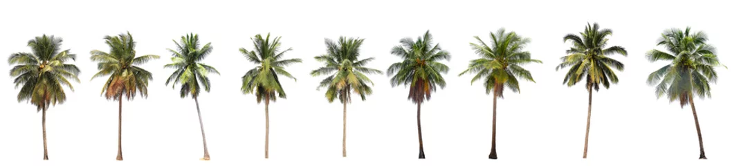 Fotobehang Palmboom Verschil van kokospalm geïsoleerd op wit.