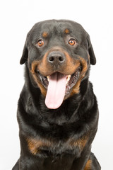 Young Rottweiler portrait inside a house