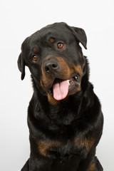 Young Rottweiler portrait inside a house
